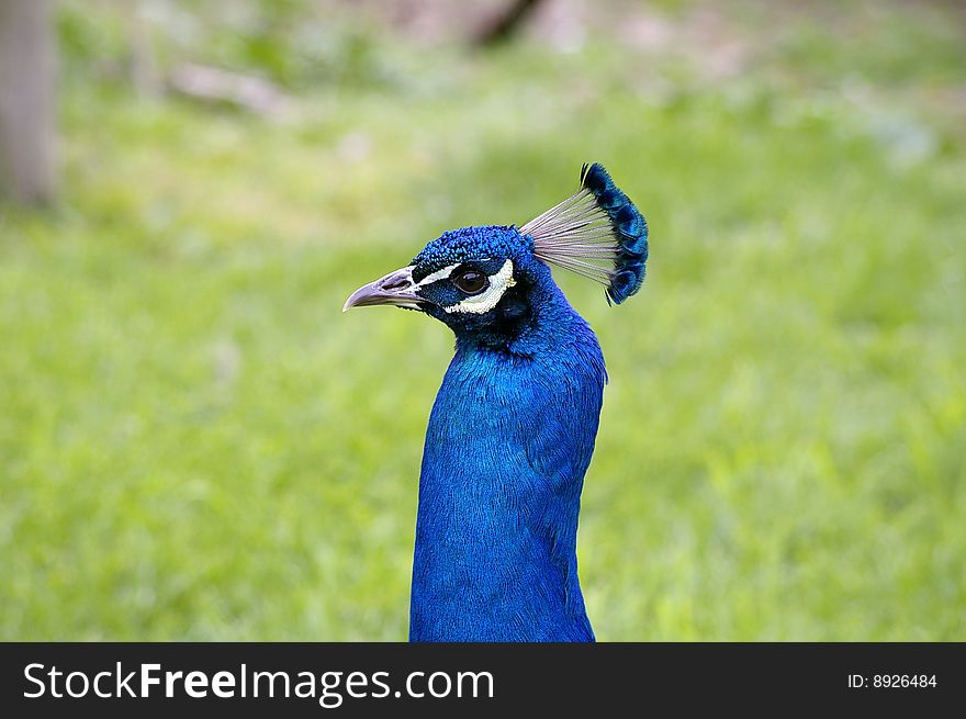 A Peacock walking atop green grass at a local zoo.