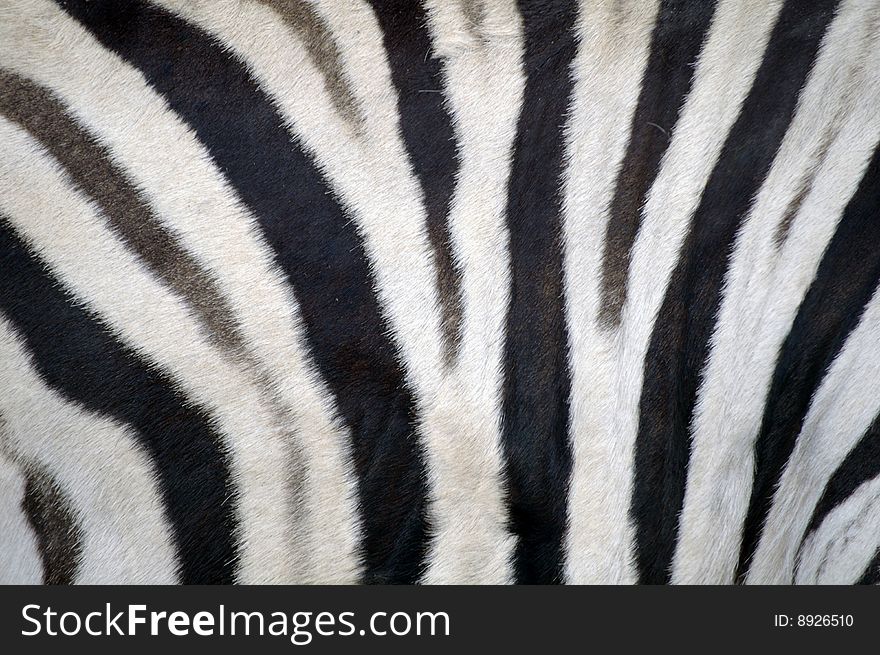 An up close shot of stripes on a zebra. An up close shot of stripes on a zebra.