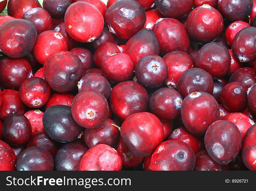 Wild cranberries, used to accompany seasonal and holiday food favorites.