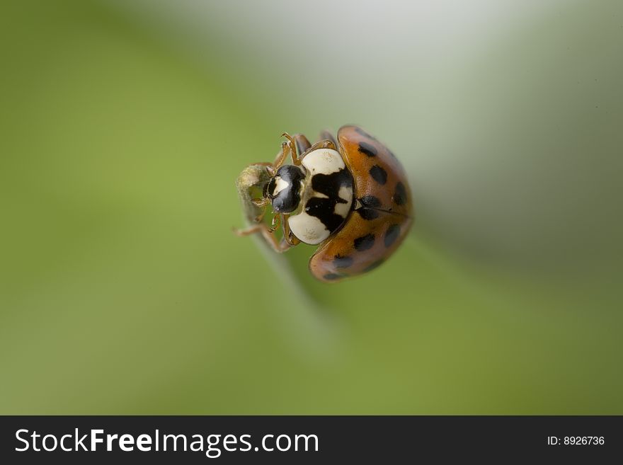 Close up of a ladybug sitting on a leave
