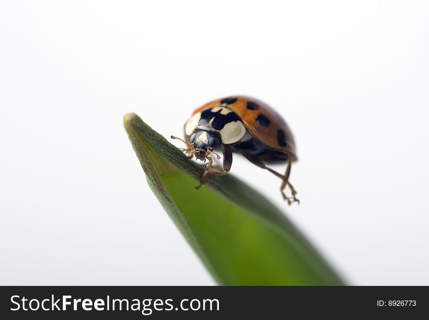 Close up of a ladybug sitting on a leave. Close up of a ladybug sitting on a leave