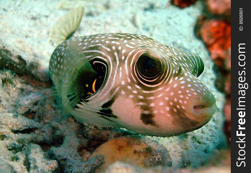 White Spotted Pufferfish