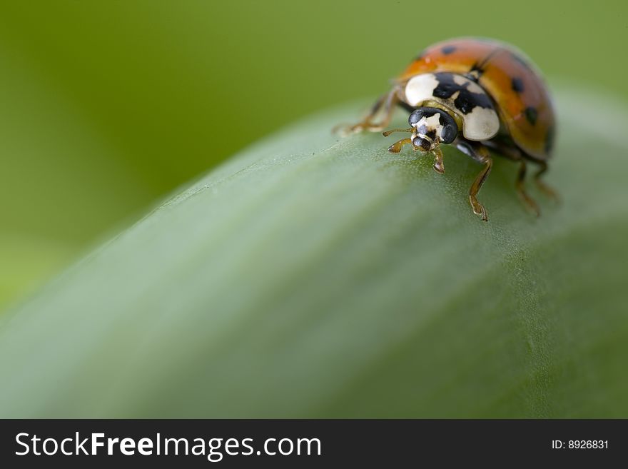 Close up of a ladybug crawling on a leave