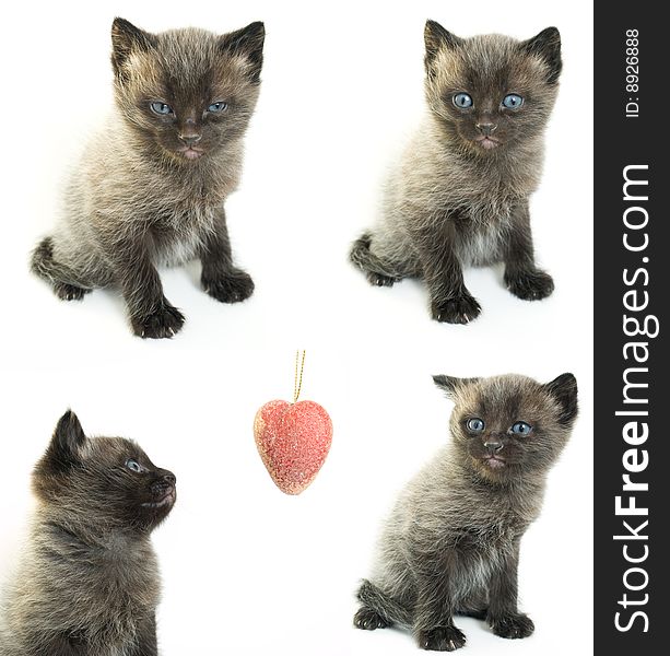 A four little kitten with beautiful blue eyes. A four little kitten with beautiful blue eyes