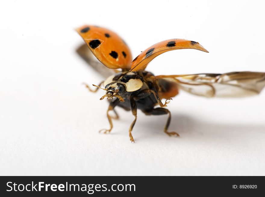 Close up of a ladybug right before starting flying