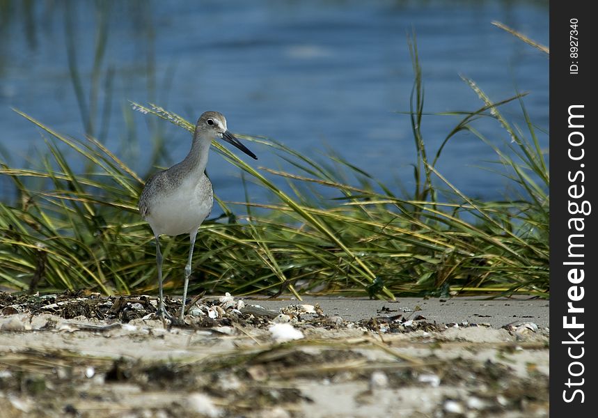 Western Willet