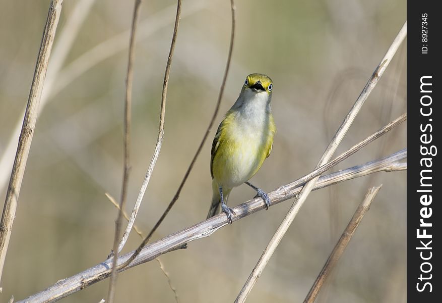 A singing White-eyed Verio staring at the camera in early Spring