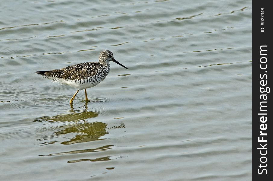 Greater Yellowlegs foraging in water