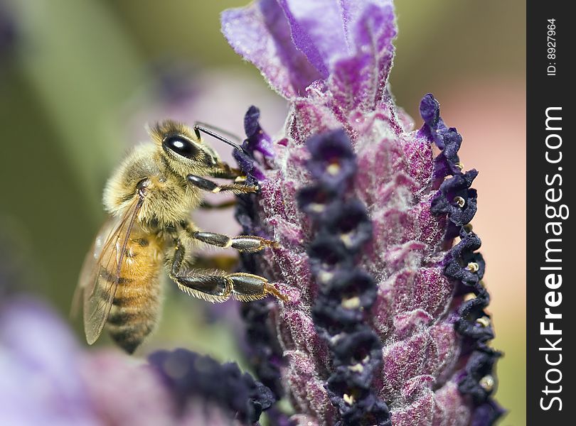 Bee On Flower