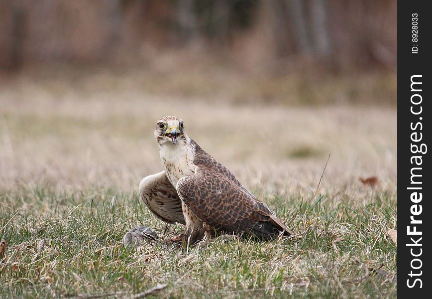 A captive Red-tailed hawk spreads its wings over its prey to prevent other raptors from seeing it. A captive Red-tailed hawk spreads its wings over its prey to prevent other raptors from seeing it.