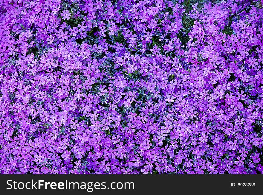 Carpet of violet flowers at spring. Carpet of violet flowers at spring