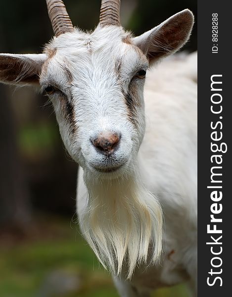 A white goat outdoors in the green.