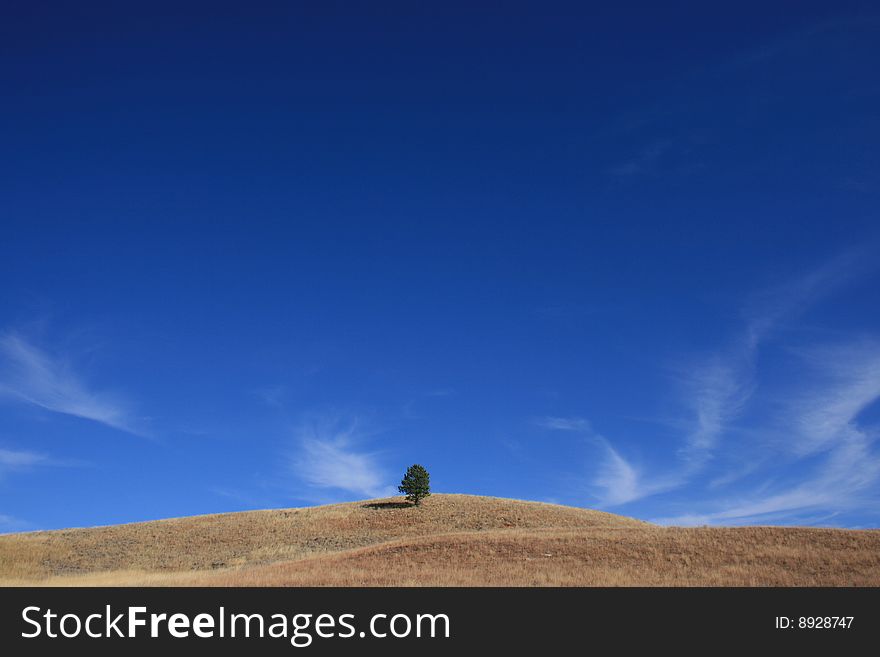 Lonely tree in the prairie of wind cave national park in south dakota