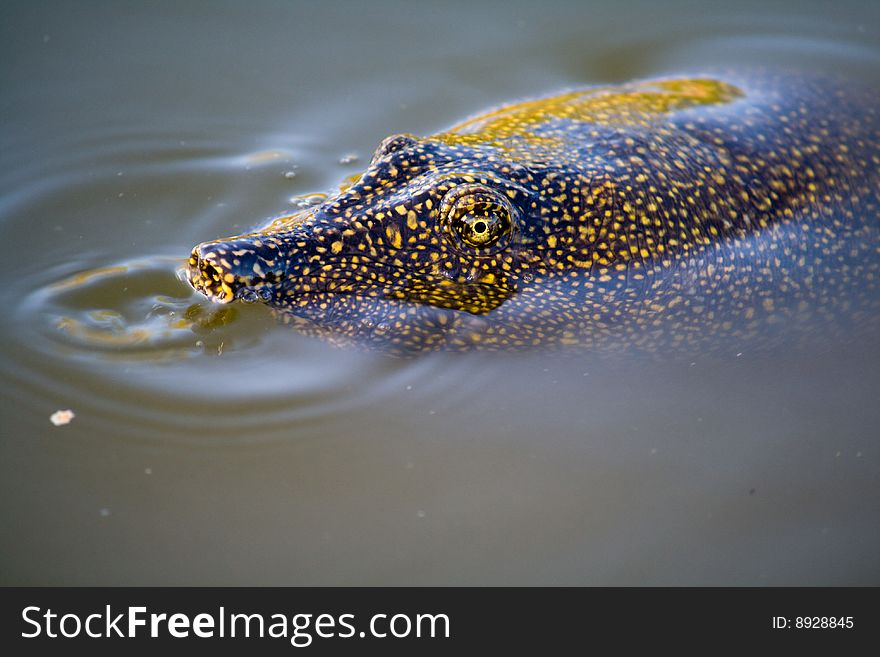 Trionyx Triunguis is a large soft shell turtle. There are few breeding sites along the Alexander river, Israel. Trionyx Triunguis is a large soft shell turtle. There are few breeding sites along the Alexander river, Israel.