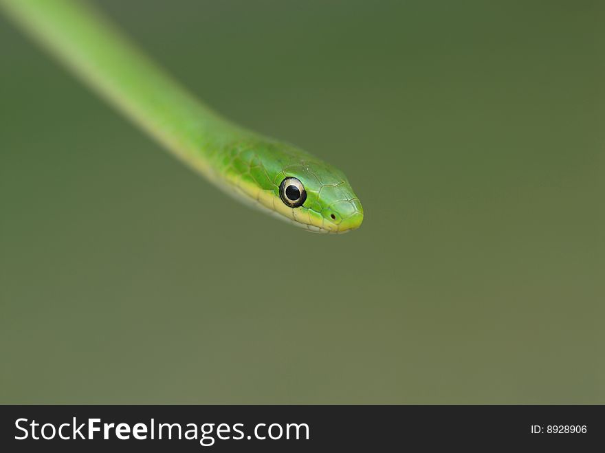 A green snake against a naturally blurred green background.