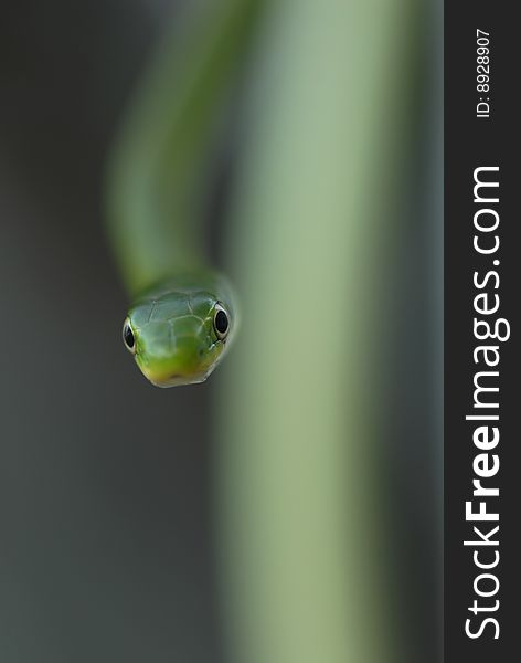 A unique image of a green tree snake with selective focus. A unique image of a green tree snake with selective focus.