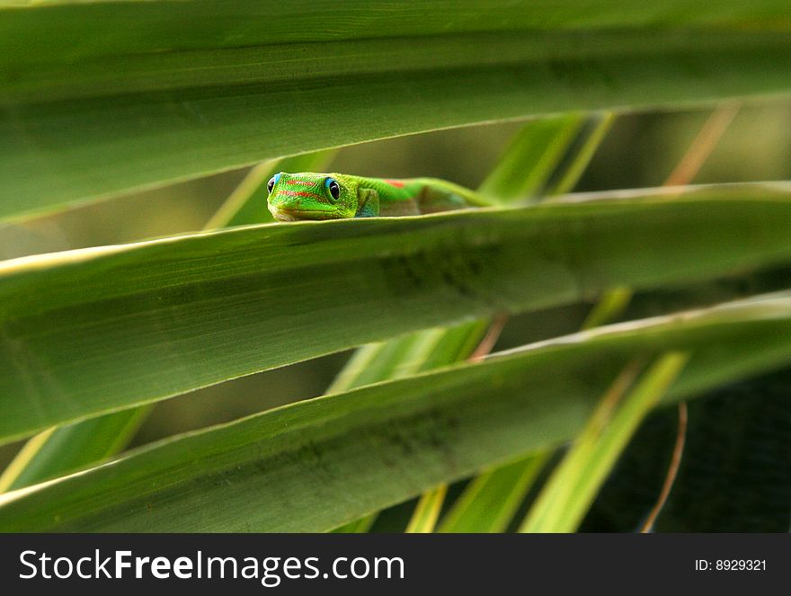 Hawaiian Gecko Perch