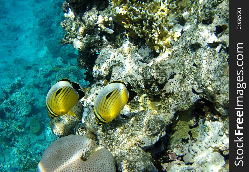 Coral small fishes red sea