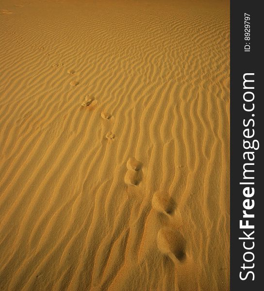 Traces On Sandy Dune.