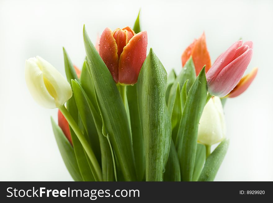 Fresh Tulips