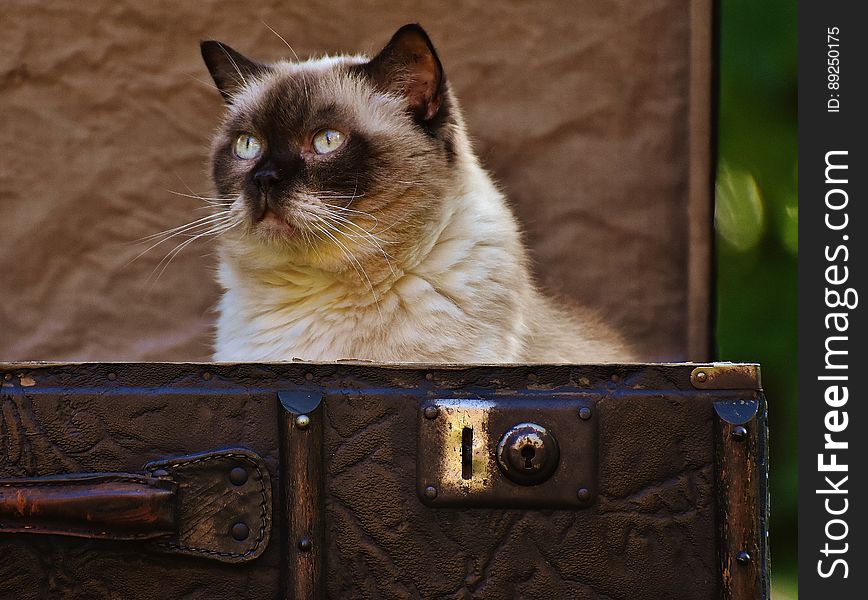 Portrait of Siamese cat sitting inside leather suitcase.