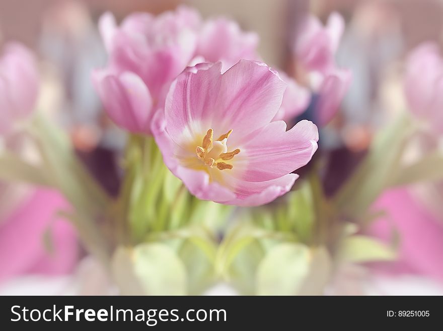 A close up of a pink tulip flower in the sun. A close up of a pink tulip flower in the sun.