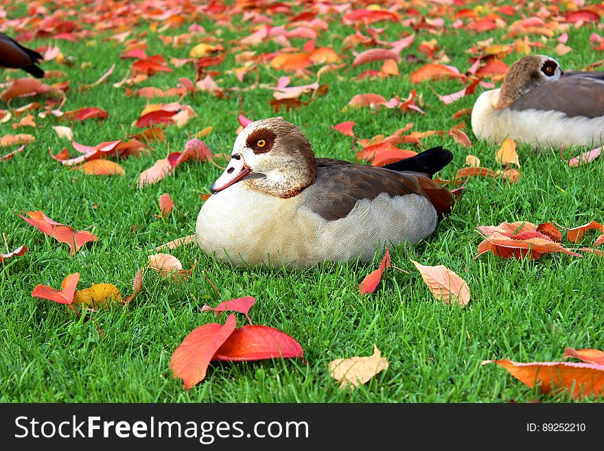 Black and White Duck on Green Grass Field during Daytime