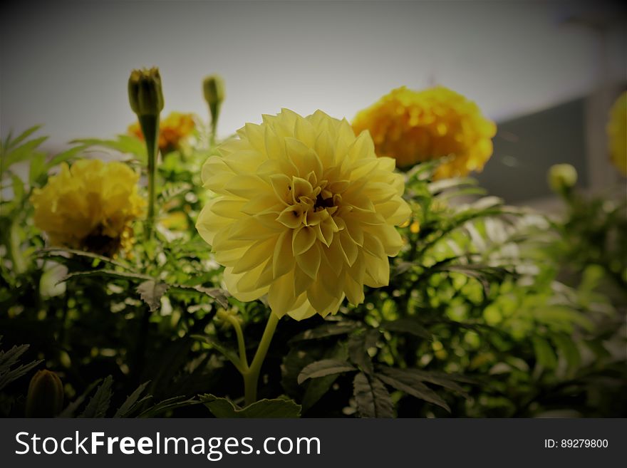 Yellow flowers in a garden bed