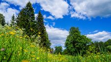Russia. Pavlovsk Park In Early June 2016 . A Natural Landscape. Stock Photo Russia. Pavlovsk Park In Early June 2016 . A Natural Landscape. Stock Photo