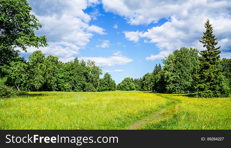 Russia. Pavlovsk Park in early June 2016 . A natural landscape.