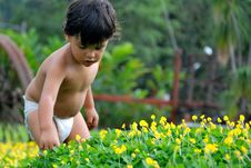 Free Little Boy Picking Flowers Stock Images - 8930084