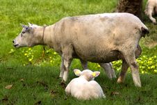 A Sheep And A Cute Lamb In Spring Royalty Free Stock Photography A Sheep And A Cute Lamb In Spring Royalty Free Stock Photography
