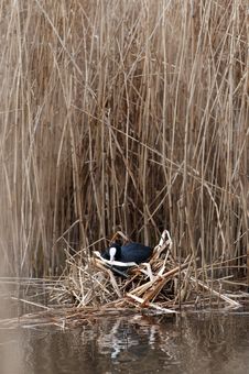 Common Coot Royalty Free Stock Photos