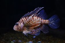 Lionfish Stock Photo Lionfish Stock Photo