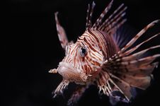 Lionfish Stock Images Lionfish Stock Images