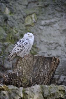 White Owl Royalty Free Stock Photo