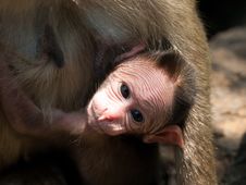 Bonnet Macaque Royalty Free Stock Photo Bonnet Macaque Royalty Free Stock Photo