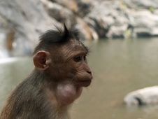 Bonnet Macaque Royalty Free Stock Photography Bonnet Macaque Royalty Free Stock Photography