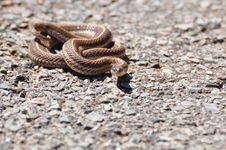 Garter Snake Stock Images Garter Snake Stock Images
