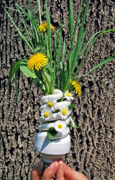 Eco Light Bulb With Flowers Royalty Free Stock Photography Eco Light Bulb With Flowers Royalty Free Stock Photography