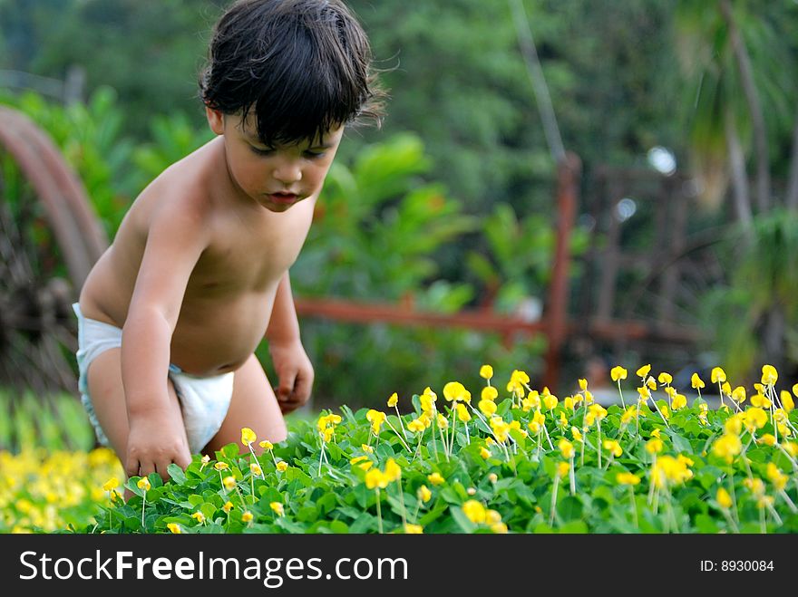 Little boy picking flowers