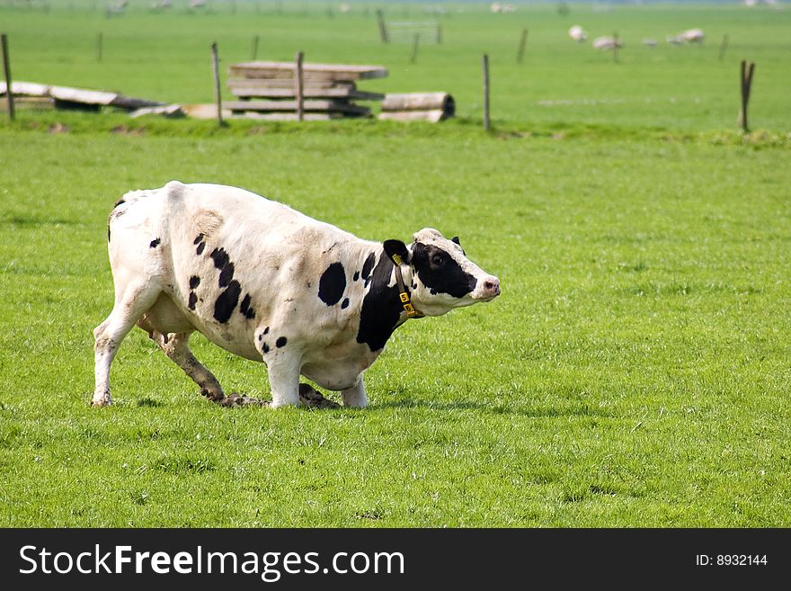 Cow Is Standing Up In A Fresh Meadow