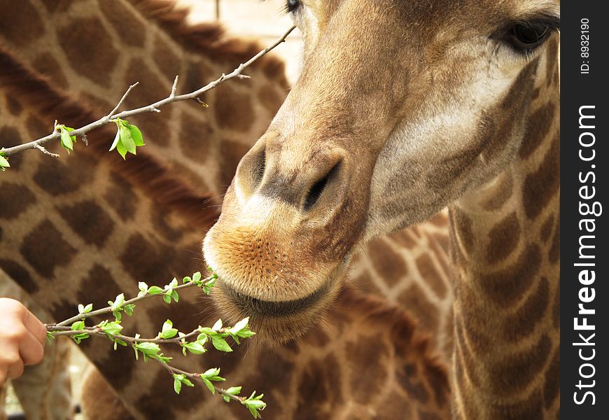 Giraffe eating the leafs people hands to him in Beijing safari park.