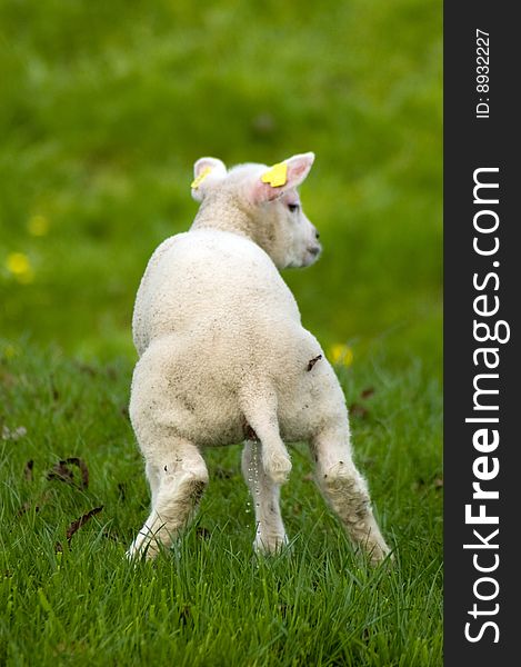 Cute little lamb is urinating in a fresh green meadow