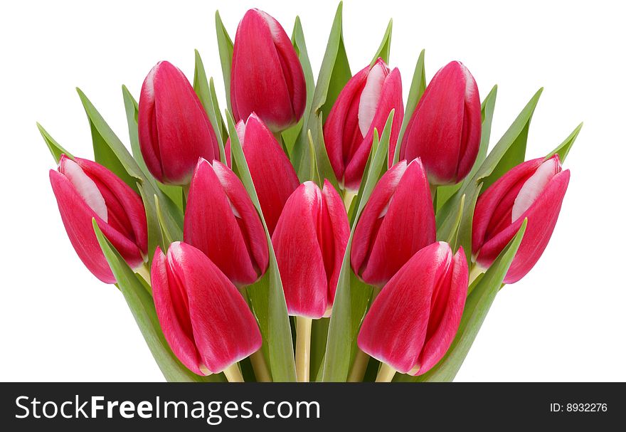 Bunch of red tulips isolated on white. Bunch of red tulips isolated on white.