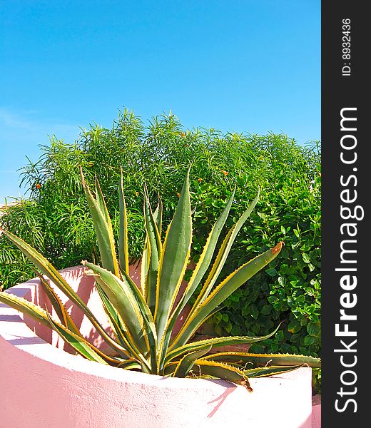 Giant tropical Aloe