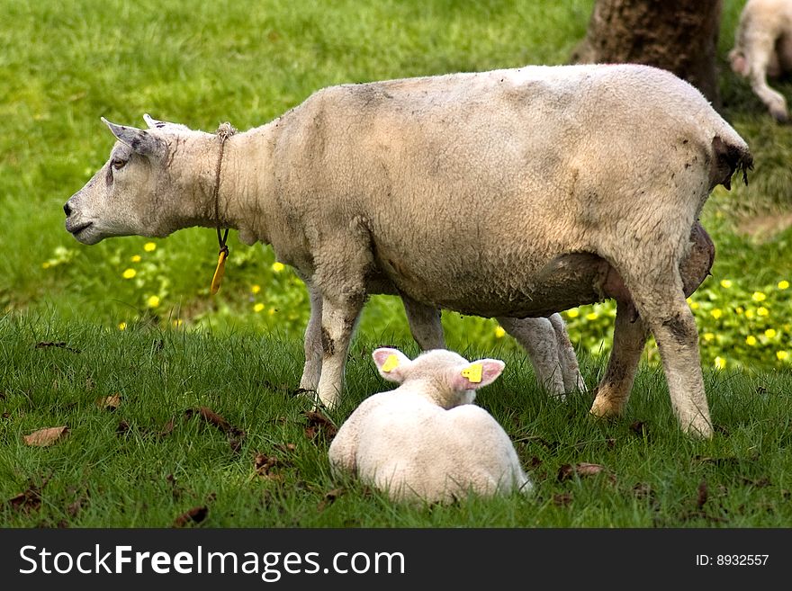 A sheep and a cute lamb in spring