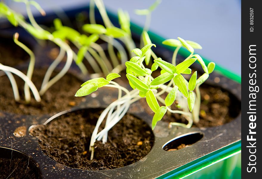 Pepper seedlings in small pots