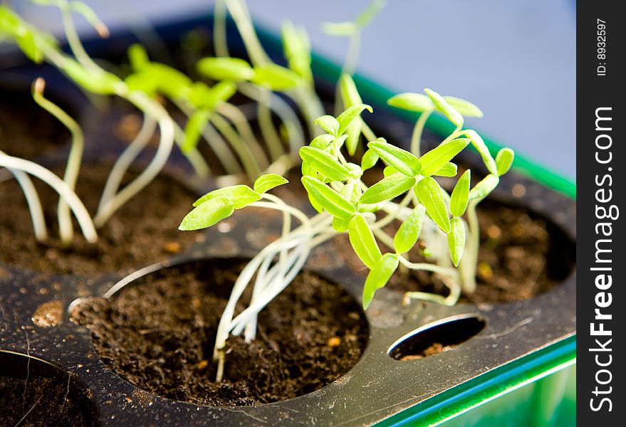 Seedlings