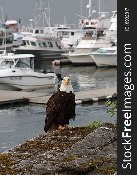 Eagle sitting by boats on water. Eagle sitting by boats on water.